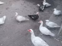 Ducks — foto 3