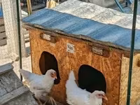 Chickens — تصویر 4