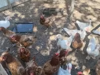 Ducks — foto 2