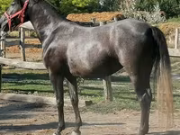 Kuda jantan, Horses — foto 3