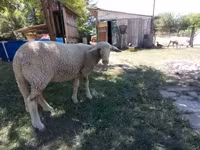 میش, Lacaune sheep — عکس 2
