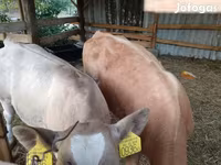 گاو نر, Simmental cattle — عکس 2