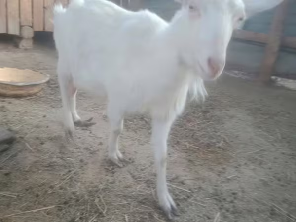 Ged, Russian White goat
