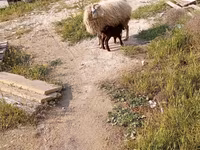 Pecora, Pecore — foto 2