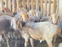 Cừu đực, Rhon sheep — ảnh 5