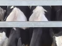 گاو نر, Russian Black pied cattle — عکس 7