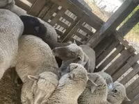 Biri-biri betina, Blackheaded Persian sheep — foto 4