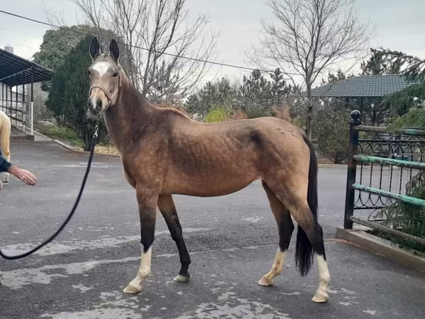 Iapă, Akhal-Teke