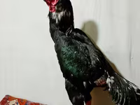 Chickens — foto 4