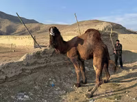 Kamel, Kamele — Foto 5