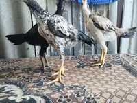 Chickens — 照片 6