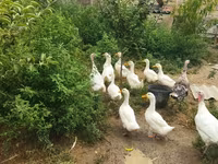 Ducks — عکس 2