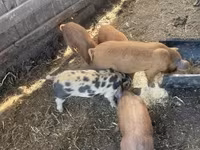 Scroafă, Porci — foto 3