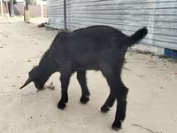Ziege, Alpine goat — Foto 2