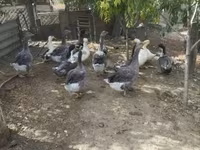Ducks — foto 3