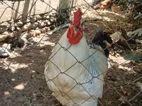 Chickens — عکس 2
