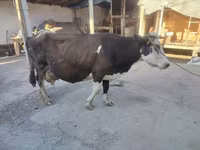 วัวตัวเมีย, Russian Black pied cattle — รูปภาพ 3