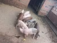Babi jantan, Pigs — foto 2