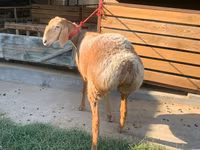 میش, Arashan sheep — عکس 5
