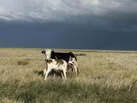 گاو ماده, Latvian Blue cattle — عکس 1