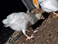 Chickens — عکس 5