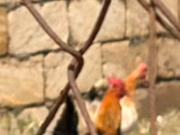 Chickens — Foto 6