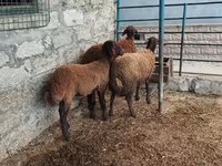 แกะตัวเมีย, Blackheaded Persian sheep — รูปภาพ 3