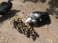 Ducks — 写真 7
