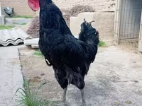 Chickens — Foto 1