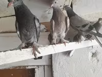 Chickens — fotografija 2