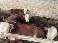سانڈ, ایبرڈین – اینگس — تصویر 3