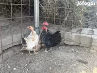 Chickens — الصورة 3