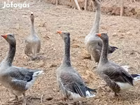 Geese — عکس 8