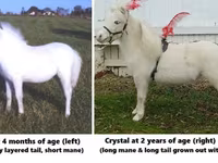 گھوڑا, Miniature horse — تصویر 3
