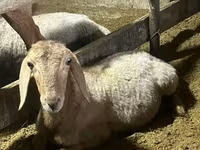 Widder, Rhon sheep — Foto 4