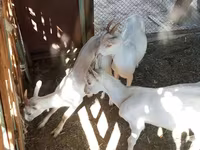 แพะตัวเมีย, Saanen goat — รูปภาพ 2
