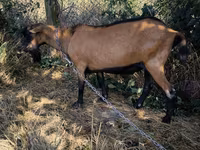 Oğlak, Keçiler — foto 3