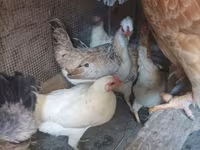 Chickens — φωτογραφία 8