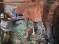Kuda betina, Horses — foto 3