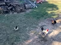 Chickens — photo 5