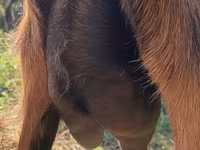 Ged, Alpine goat — foto 2