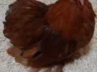 Pekin-Zwerg — Foto 1