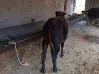 مویشی (گروپ، جنس مذکور نہیں), مویشی — تصویر 2