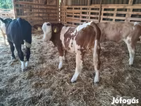 วัวตัวผู้, Simmental cattle — รูปภาพ 1