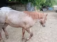 公马, Horses — 照片 2