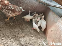 Chickens — Foto 3