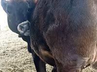 گاو ماده, Swiss cattle — عکس 5