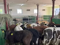 Lembu jantan, Simmental cattle — foto 8