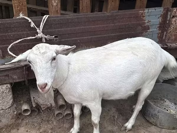 بز ماده, بز