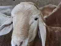 Bélier, Arashan sheep — photo 7